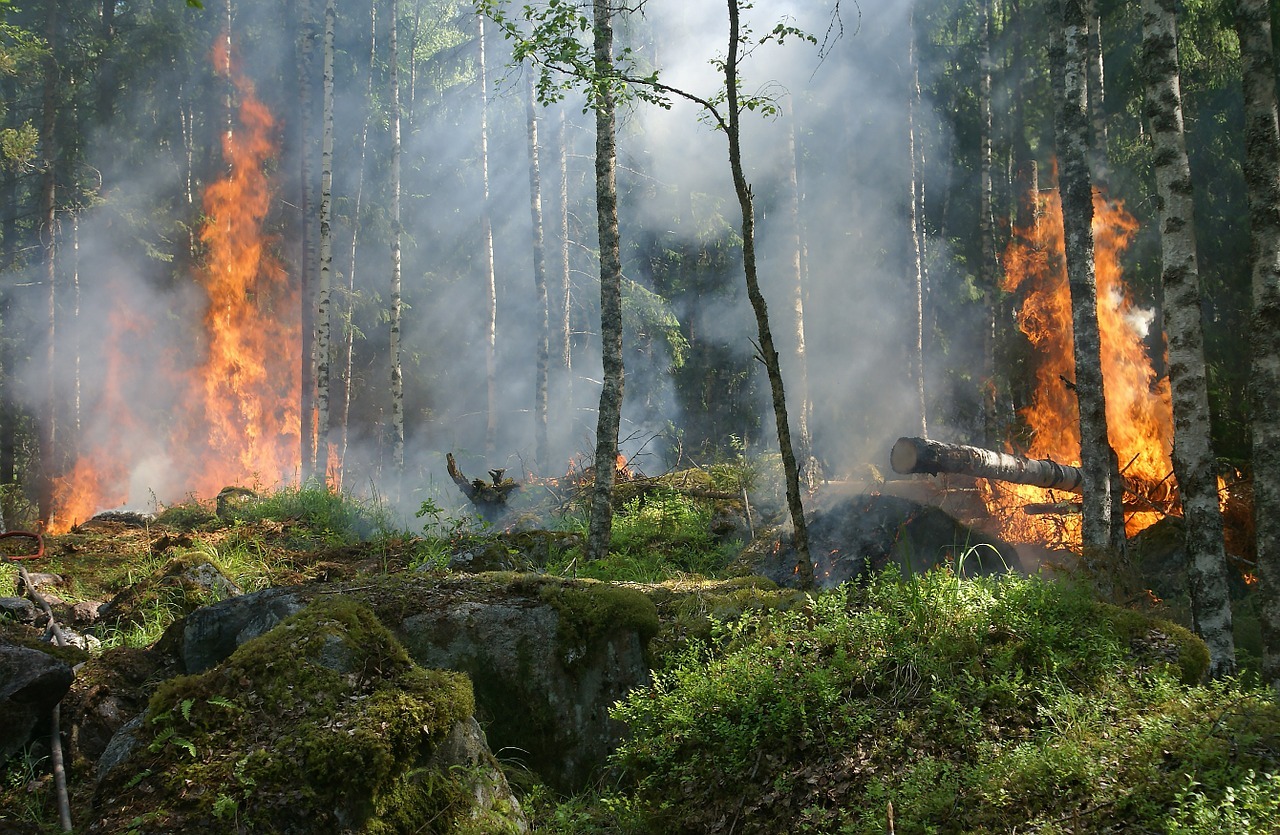 Antincendio boschivo: fornitura di attrezzature e abbigliamento speciale